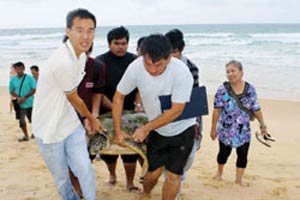 เต่าตนุเจ็บเกยหาดกะรนเต่าตนุเจ็บเกยหาดกะรน