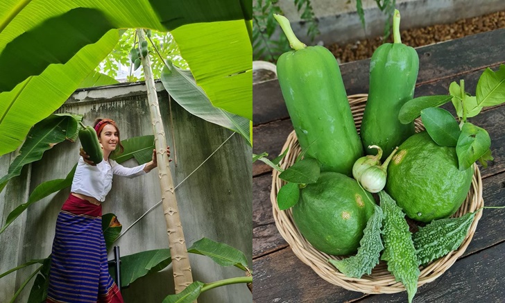 "ปาล์มมี่" เก็บพืชผักสวนครัวที่บ้าน สีเขียวสดมะนาวลูกใหญ่มาก