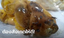 สายอาหารทะเลต้องระวัง! หมึกบลูริง พิษอันตรายมากแม้ย่างสุกก็ไม่สลาย ยังไม่มียาแก้