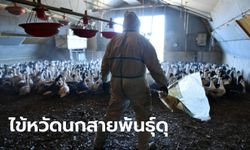 ไข้หวัดนก H5N8 สายพันธุ์ร้ายแรง โผล่ระบาดฟาร์มเป็ดฝรั่งเศส