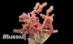 จุฬาฯ ค้นพบปะการังสายพันธุ์ใหม่ของโลก ได้ชื่อพระราชทาน "สิรินธรเน่"