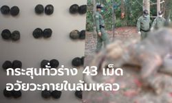 สุดยื้อชีวิตช้างป่ากุยบุรี รักษายาวนาน 30 วัน หมออึ้งผ่าซากเจอกระสุน 43 เม็ด