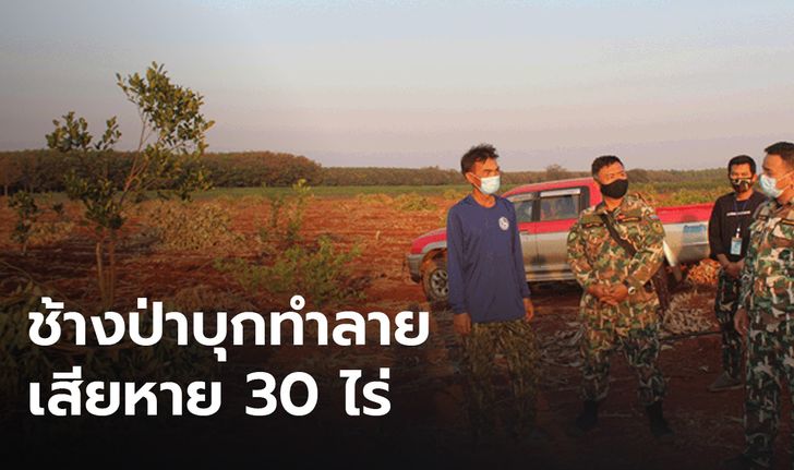 พังราบ 30 ไร่! โขลงช้างป่า บุกทำลายสวนขนุนชาวบ้าน เสียหายนับแสน