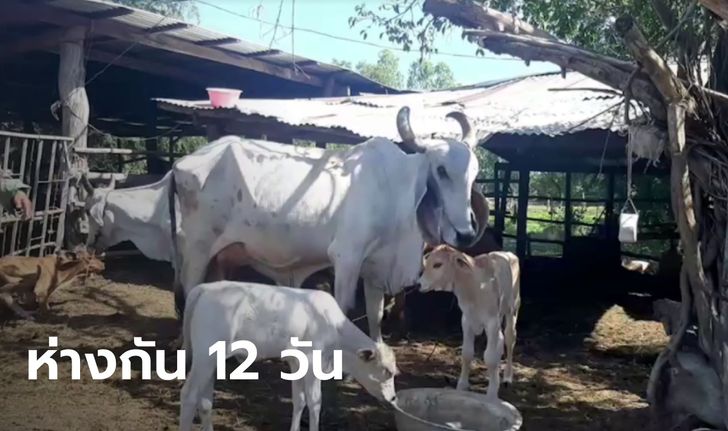 แม่วัวออกลูกแฝดประหลาด คลอดห่างกัน 12 วัน เชื่อมาให้โชคลาภ