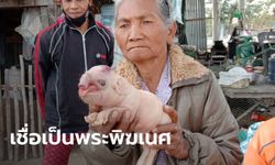 ชาวบ้านพิมายฮือฮา หมูออกลูกเหมือนช้าง เชื่อเป็นพระพิฆเนศมาให้โชค