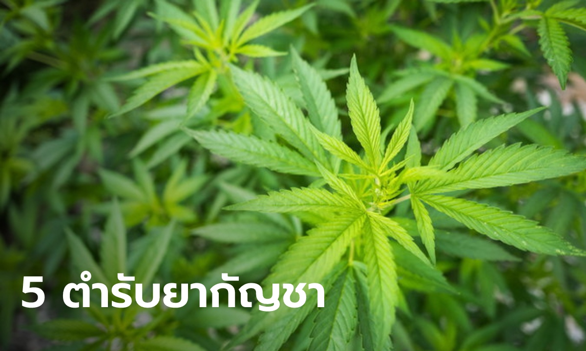 "อนุทิน" ลงนาม ปลด 5 ตำรับยากัญชาแผนไทย ออกจากบัญชียาเสพติด