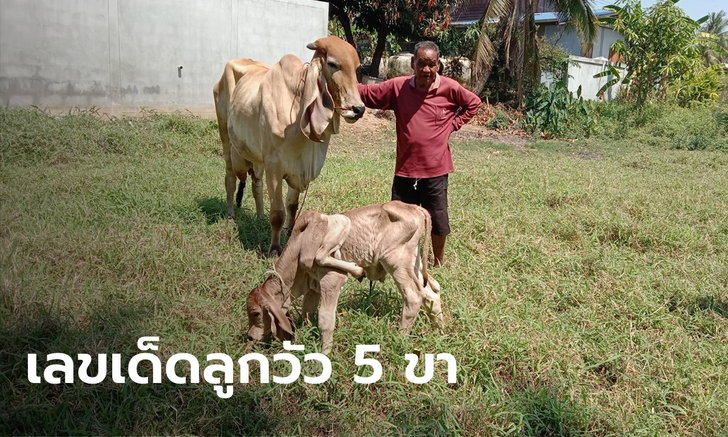 เลขเด็ดลูกวัว 5 ขา