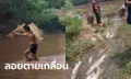 เศร้า..พายุฝนชะสารพิษลงแม่น้ำเมย ปลาใหญ่น้อยลอยคอตายเพียบ