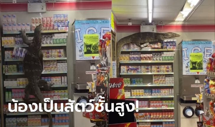 คลิปสุดสะพรึง! ตัวเงินตัวทองยักษ์เข้าร้านสะดวกซื้อ ปีนชั้นวางของขึ้นไปนอนตากแอร์