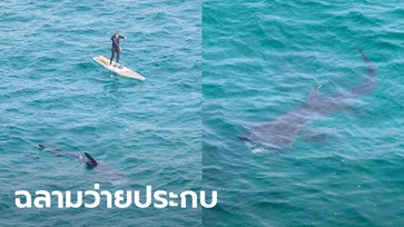 เผยภาพสุดทึ่ง! ฉลามยักษ์น้ำอุ่น ว่ายประกบนักกระดานยืนพายกลางทะเลอังกฤษ