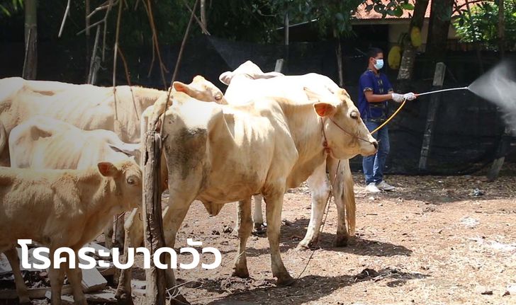 วัวติดโรคระบาด "ลัมปีสกิน" ล้มป่วยแล้วกว่า 60 ตัว เตรียมประกาศเขตภัยพิบัติกรณีฉุกเฉิน