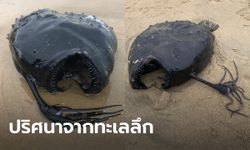 ฮือฮา! พบปลาทะเลลึก 1,000 เมตร สุดหายาก เกยตื้นปริศนาริมหาดสหรัฐ