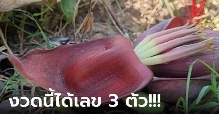 แห่ขอหวย ปลีกล้วยงอกจากพื้นดิน งวดที่แล้วถูก 2 ตัว งวดนี้ได้ 3 ตัว หวังรวยทั้งหมู่บ้าน!