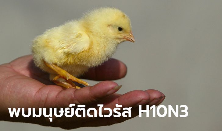 จีน รายงานมนุษย์ป่วยไข้หวัดนก H10N3 ครั้งแรก! เชื่อติดต่อคนสู่คนไม่ง่าย