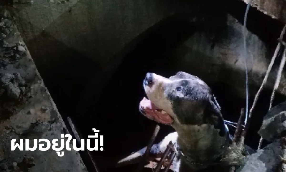 หมาพิทบูล หายจากบ้าน 7 วัน กู้ภัยเจอตกอยู่ในท่อระบายน้ำ กลัวโดนกัดแต่ก็ต้องช่วย