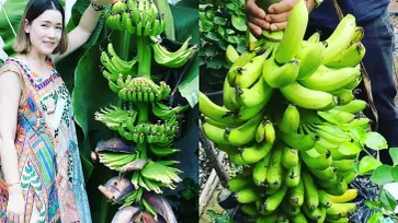 "บัวชมพู ฟอร์ด" โชว์ผลงานปลูกกล้วย ออกลูกเครือใหญ่ นับได้เบาๆ 11 หวี (คลิป)