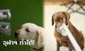 ปรบมือ! จุฬาฯ วิจัยสุนัขดมกลิ่นหาผู้ติดเชื้อโควิด สำเร็จครั้งแรกในประเทศไทย