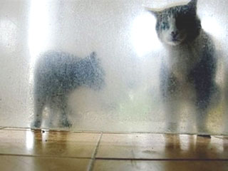 ตรวจพบเชื้อหวัด 2009 ในแมวเป็นครั้งแรก