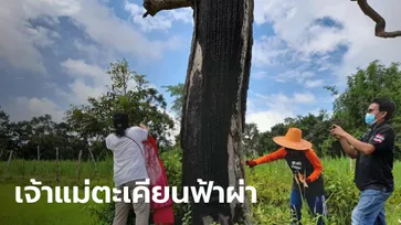 ชาวบ้านแห่ส่องเลขเด็ด ต้นตะเคียนอายุนับ 100 ปี ถูกฟ้าฝ่ายืนต้นตายกลางทุ่งนา