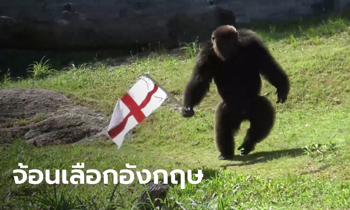 "จ้อน" ลิงชิมแปนซีสวนสัตว์สงขลา ทายผลบอลยูโรถูกอีกแล้ว ได้ทุเรียนหมอนทองเป็นรางวัล