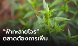 รัฐบาลส่งเสริมเกษตรกร ปลูก “ฟ้าทะลายโจร” สร้างรายได้ ทำเงินเข้าประเทศ