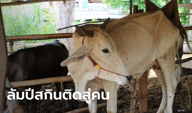 ผวา! ลัมปีสกินติดสู่คนแล้วในอียิปต์ สธ.จับตาเข้ม ยันยังไม่พบผู้ป่วยในไทย