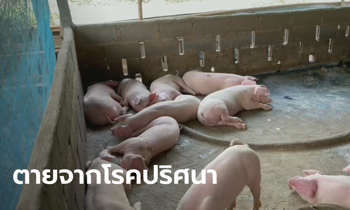 ฟาร์มหมูเพชรบูรณ์ พบหมูป่วยโรคปริศนา ตาย 20 ตัวภายใน 3 วัน ที่เหลือ 60 ตัวก็คงไม่รอด