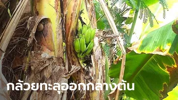 ฮือฮา พบต้นกล้วยน้ำว้าสุดแปลก มีลูกออกกลางลำต้น นับได้ 13 ลูก