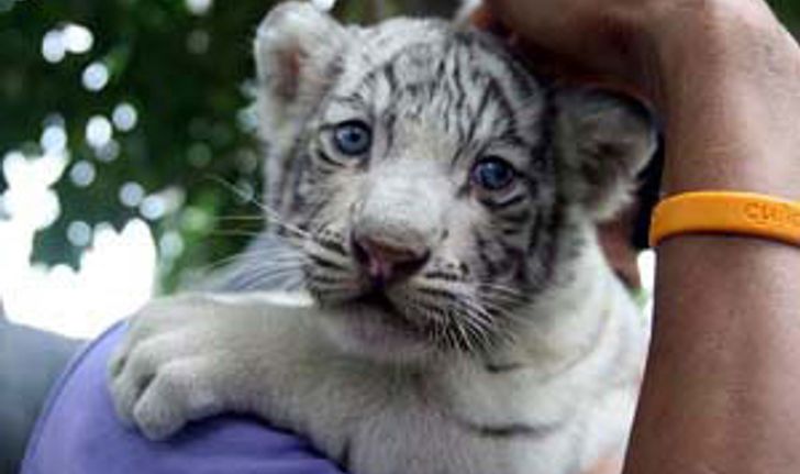 ลูกเสือขาวหายากป่วยติดเชื้อลาโลก
