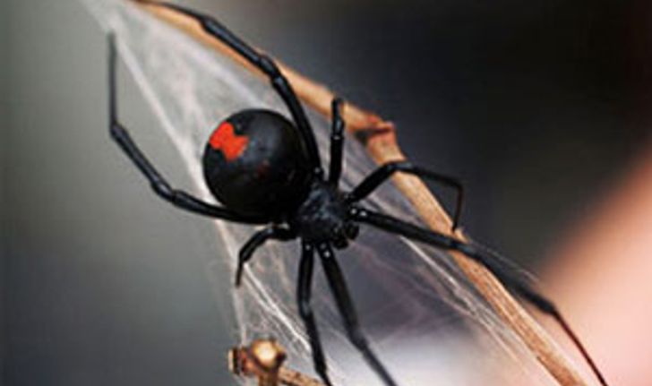 แมงมุมหลังแดงมีพิษของออสเตรเลียกำลังบุกญี่ปุ่น
