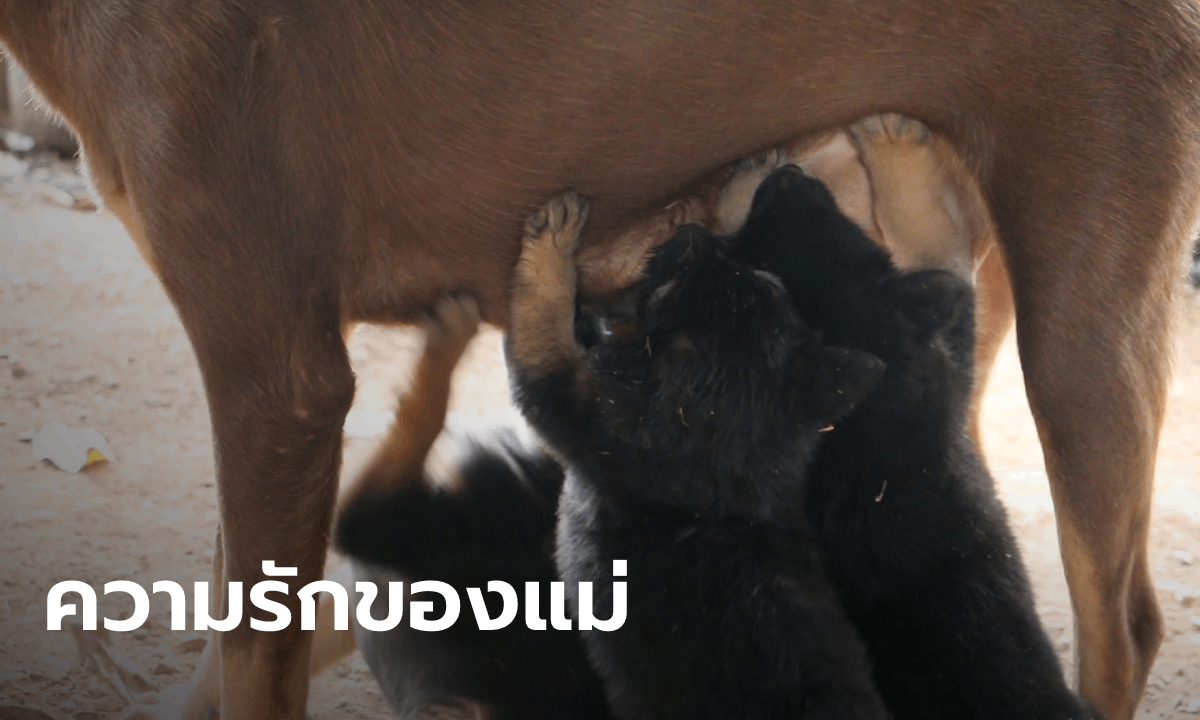 ภาพสะเทือนใจ! "เจ้ากาแฟ" แม่สุนัขถูกยิงกระสุนฝังใน ต้องทนเจ็บให้นมลูก 7 ตัวดูดกิน