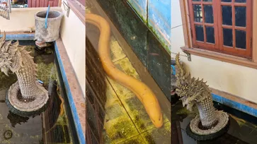 แห่ดู "ปลาไหลสีทอง" เจอหลังออกพรรษา 1 วัน ชูคอโชว์ตัวหลังรูปปั้นพญานาค