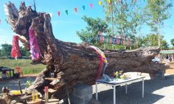 ชาวบ้านฮือฮา บวงสรวง "ต้นมะขามยักษ์" อายุพันปี คล้ายพญานาค ให้โชคมาแล้ว 3 งวดติด