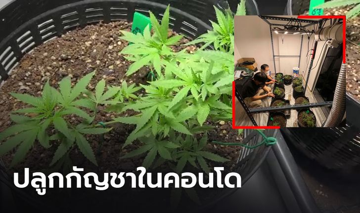 จับหนุ่มลอบปลูกกัญชาในคอนโด อ้างตกงานหลังเรียนจบ ต้องสร้างอาชีพ-หารายได้ ขายในออนไลน์