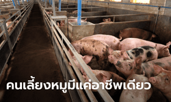 สมาคมผู้เลี้ยงหมูฯ วอนรัฐเห็นใจ เจอขาดทุนสะสมนาน 3 ปี เหตุจากสารพัดปัจจัย