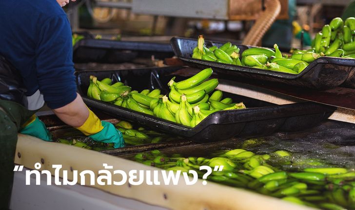 ชวนไขข้อสงสัย ว่าทำไมอเมริกาขายกล้วยถูกกว่าไทย แล้วคนไทยกินกล้วยแพงจริงหรือ?