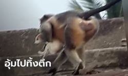โคตรโหด! ลิงช่วยกันฆ่าสุนัข 250 ตัว แก้แค้นให้ลูกลิงที่ถูกกัดตาย