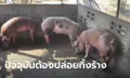 ผู้เลี้ยงหมูอ่างทอง ขาดทุนยับ! เจอโรคระบาดตั้งแต่กลางปีก่อนจนต้องฆ่าทิ้งยกเล้า