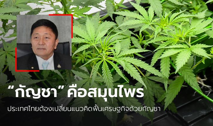 กมธ.สธ. สภาฯ เตรียมเรียกเลขาฯ ปปส. ชี้แจง ปมตีความ "กัญชา"