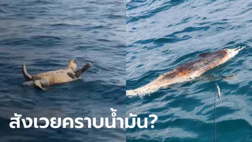 หนุ่มโพสต์เศร้า พบซาก "เต่ากระ-โลมา" ลอยตายกลางทะเล คาดผลจากน้ำมันรั่ว