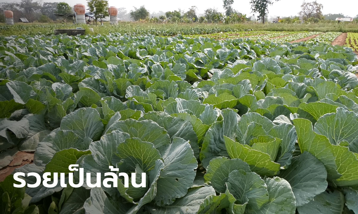 รวยเป็น 1,000,000! ชาวบ้านเข้มแข็งรวมกลุ่มปลูกผัก สร้างรายได้กว่าล้านบาทต่อปี(มีคลิป)