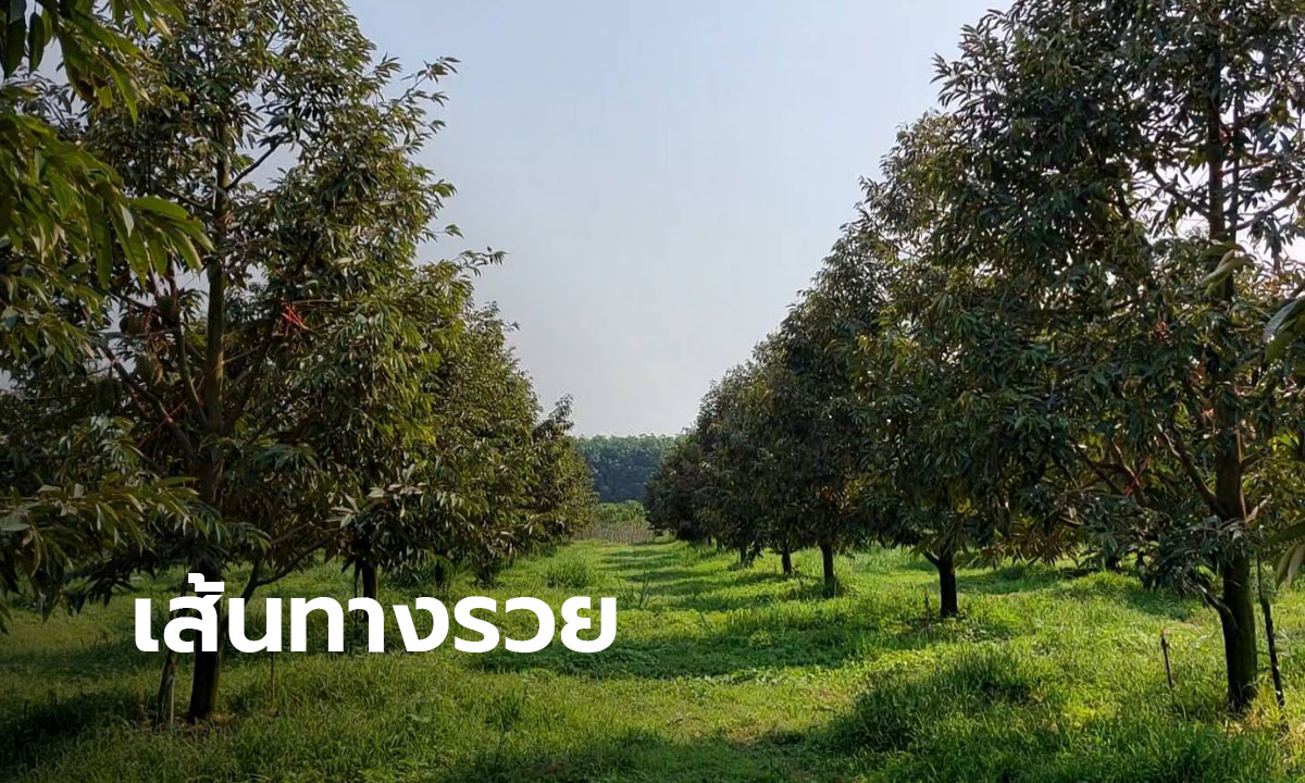 เส้นทางรวย! เปลี่ยนไร่มันสำปะหลัง  เป็นสวนทุเรียนเงินล้านเพื่อส่งออก(มีคลิป)