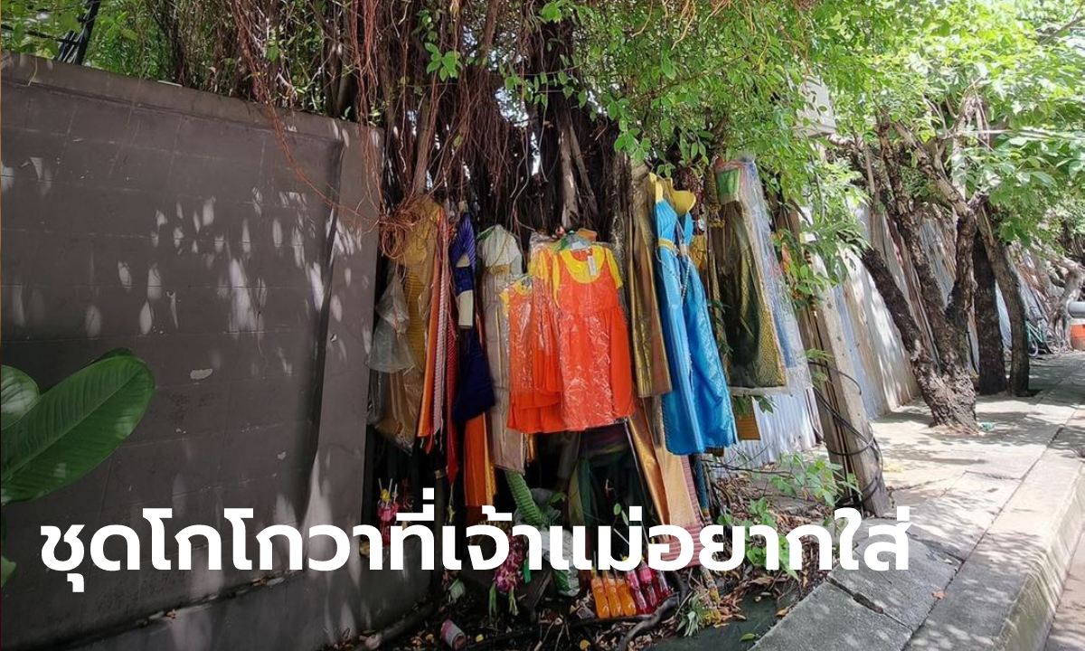 โซเชียลแชร์ภาพต้นไทร มิติใหม่วงการแก้บน "เบื่อแล้วชุดไทย เจ้าแม่อยากใส่ชุดโกโกวา"