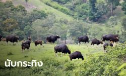 ตื่นตาตื่นใจ! วังน้ำเขียวจัดเทศกาลนับกระทิง-ช้างป่า เจอกระทิงกว่า 300 ตัว