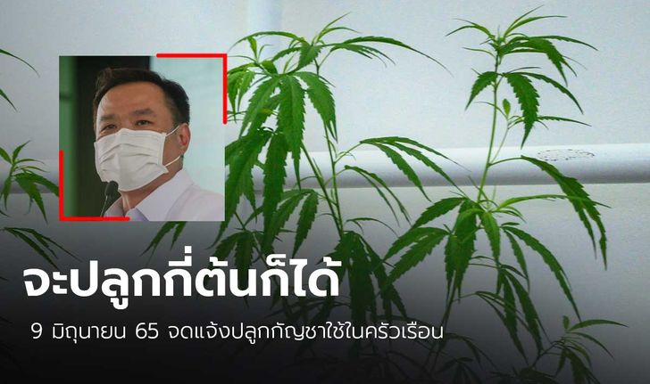 “อนุทิน” ยัน 9 มิ.ย.ประชาชนจดแจ้งปลูกกัญชากี่ต้นก็ได้