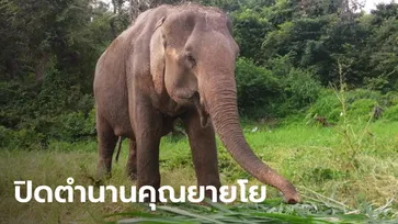 ล้มแล้ว ช้างพังโย ที่เคยเป็นข่าวถูกขโมยไป 18 ปี เจ้าของเศร้ากลับมาอยู่ด้วยกันไม่นาน