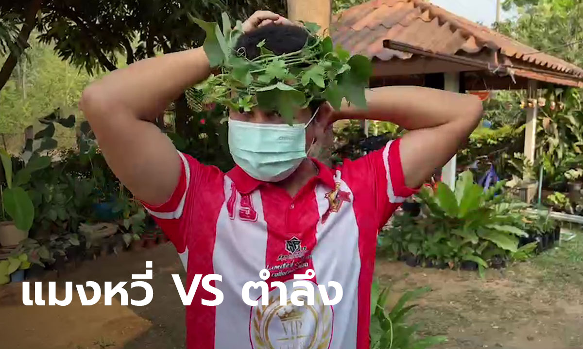 รอดไหม? เอาใบตำลึงพันหัว กันแมลงหวี่(มีคลิป)