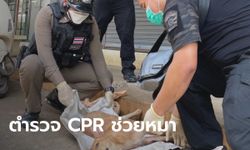ตำรวจเก็บซากหมาจรจัดโดนรถชน เห็นยังหายใจรวยริน ช่วยทำ CPR จนรอดตาย