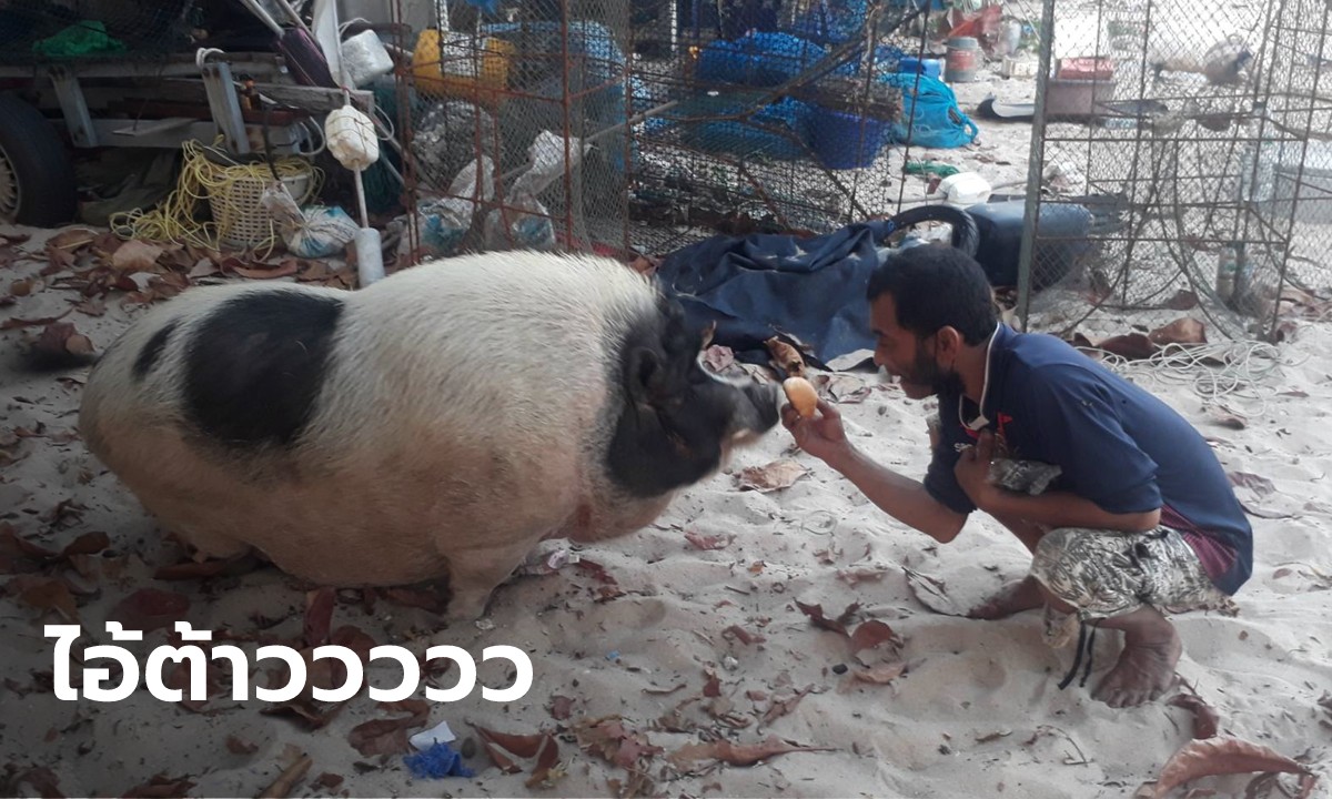 ยลโฉม "หมูมะนาว" หมูชายหาดนำโชค คาบเงิน 500 มาให้เจ้าของ ซื้อหวยถูกหลายหมื่น