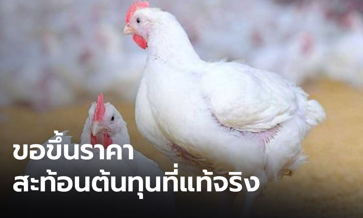 ผู้เลี้ยงไก่ขอปรับขึ้นราคาขาย หลังอาหารสัตว์ และน้ำมันแพงขึ้น